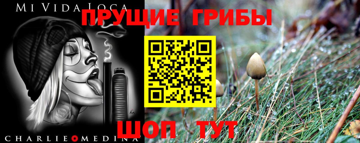 Псилоцибиновые грибы Psilocybe Бийск